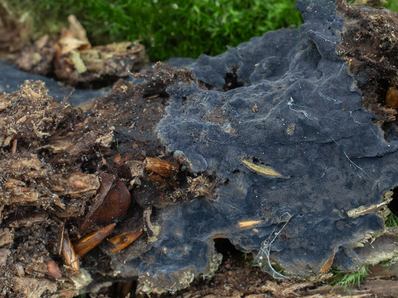 Pseudotomentella tristis